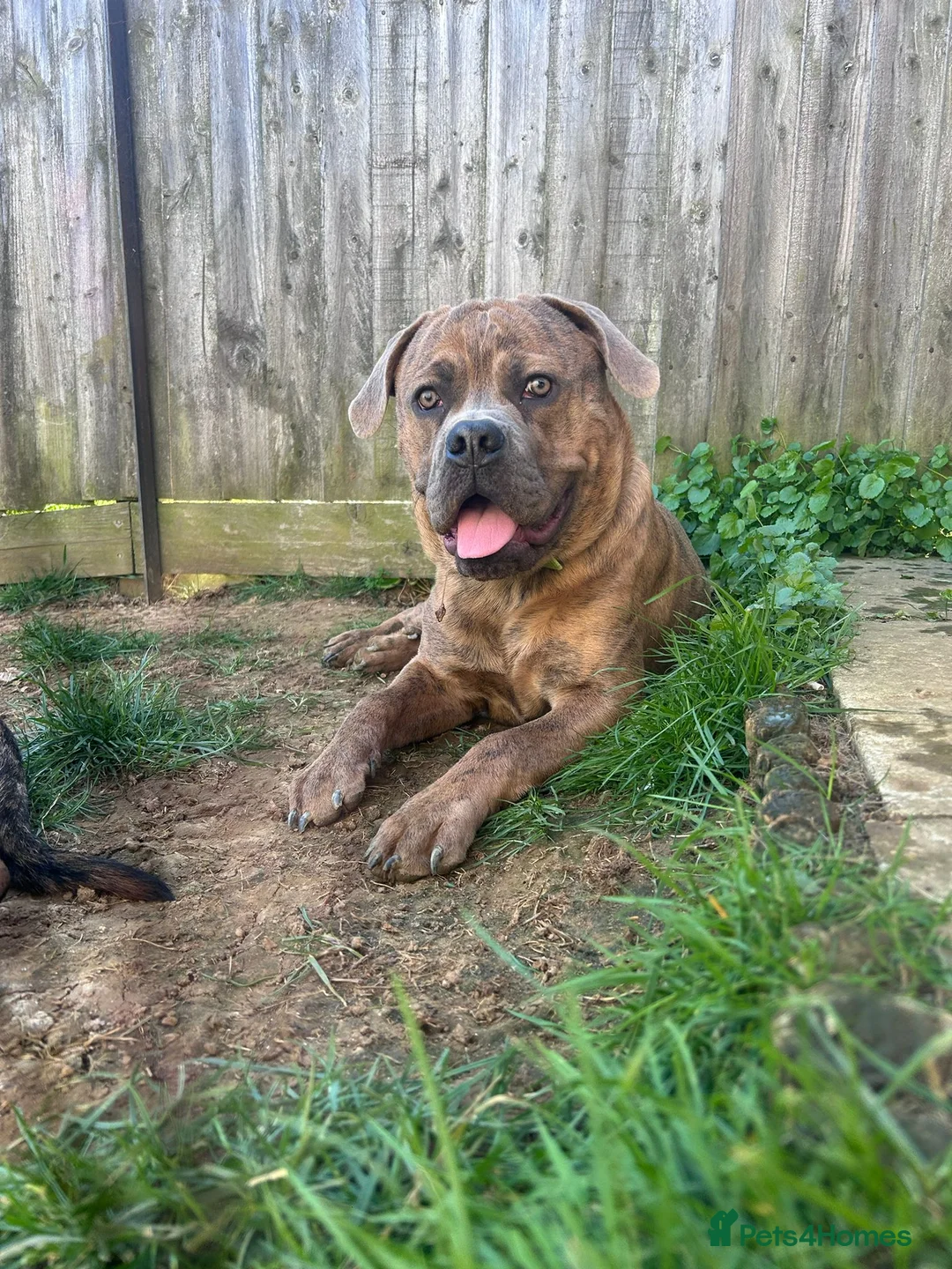 Mixed Breed dogs for sale: Scar: Sweet & Cuddly Pup Looking for a Loving Home in Banbury - Advert 5