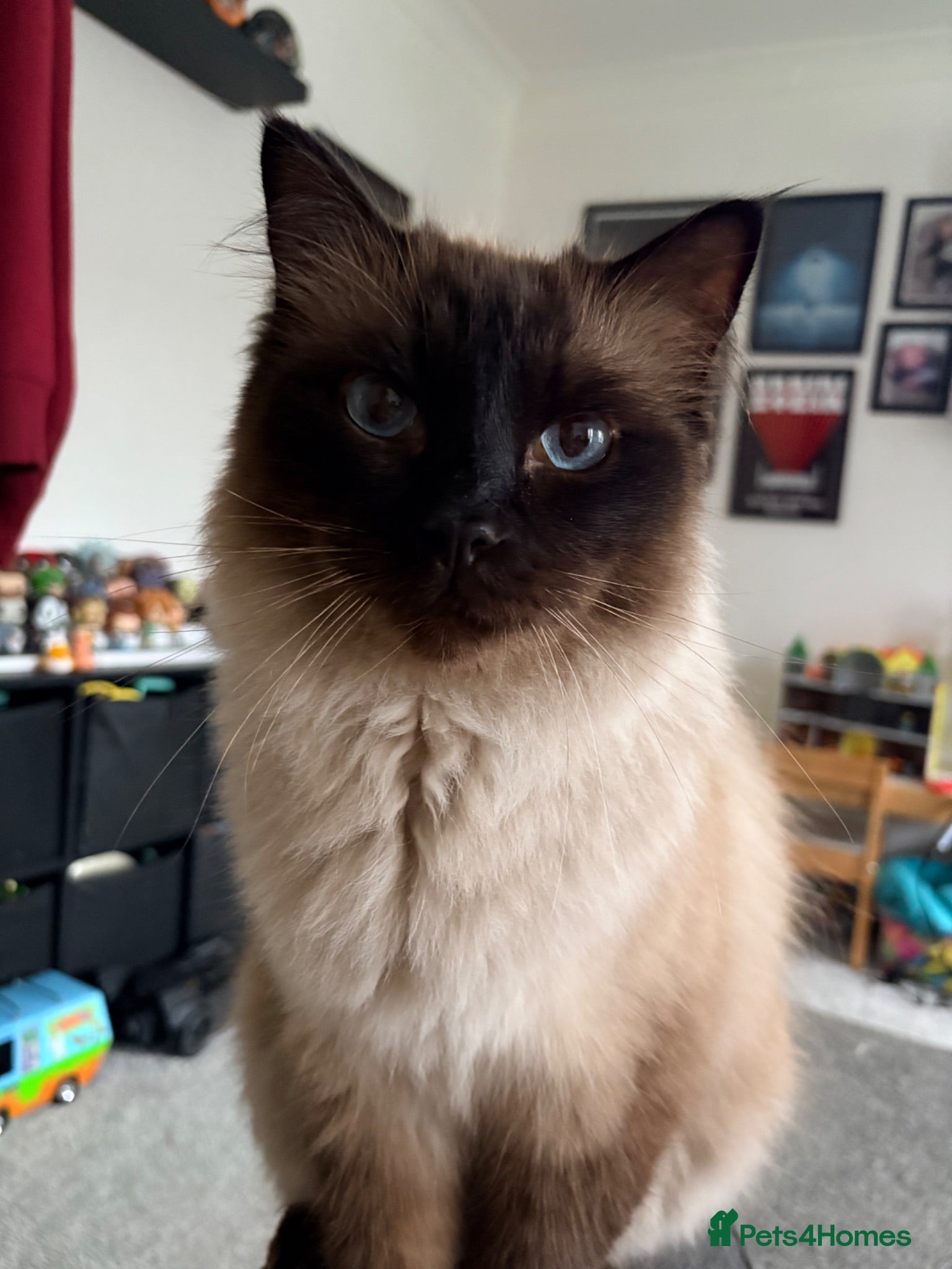 Ragdoll cats Loving 3 Year old Male Ragdoll - Advert 10