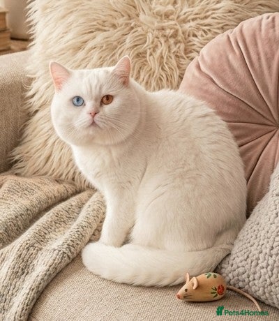 British Shorthair cats 🐻‍❄️😽 Luxury Odd Eyes White BSH Boy😽 - Advert 18