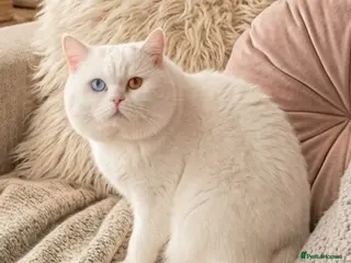 British Shorthair cats 🐻❄️😽 Luxury Odd Eyes White BSH Boy😽 - Advert 18