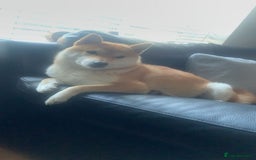 Japanese Shiba Inu dogs for sale: Female Japanese shilba inu  - Image 4