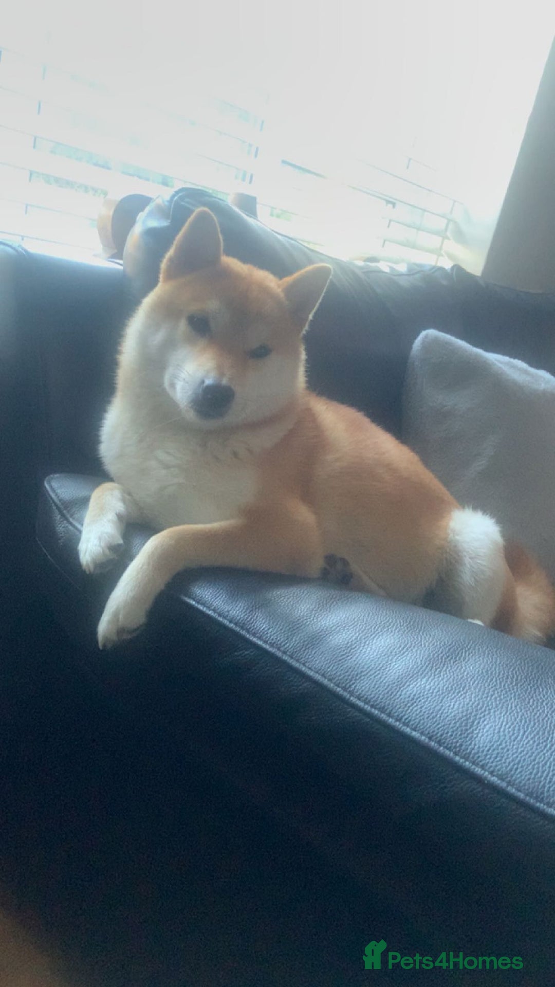 Japanese Shiba Inu dogs for sale: Female Japanese shilba inu  - Image 4