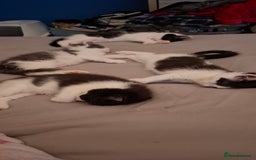 Ragdoll cats for sale: Ragdoll cross kittens  - Image 5