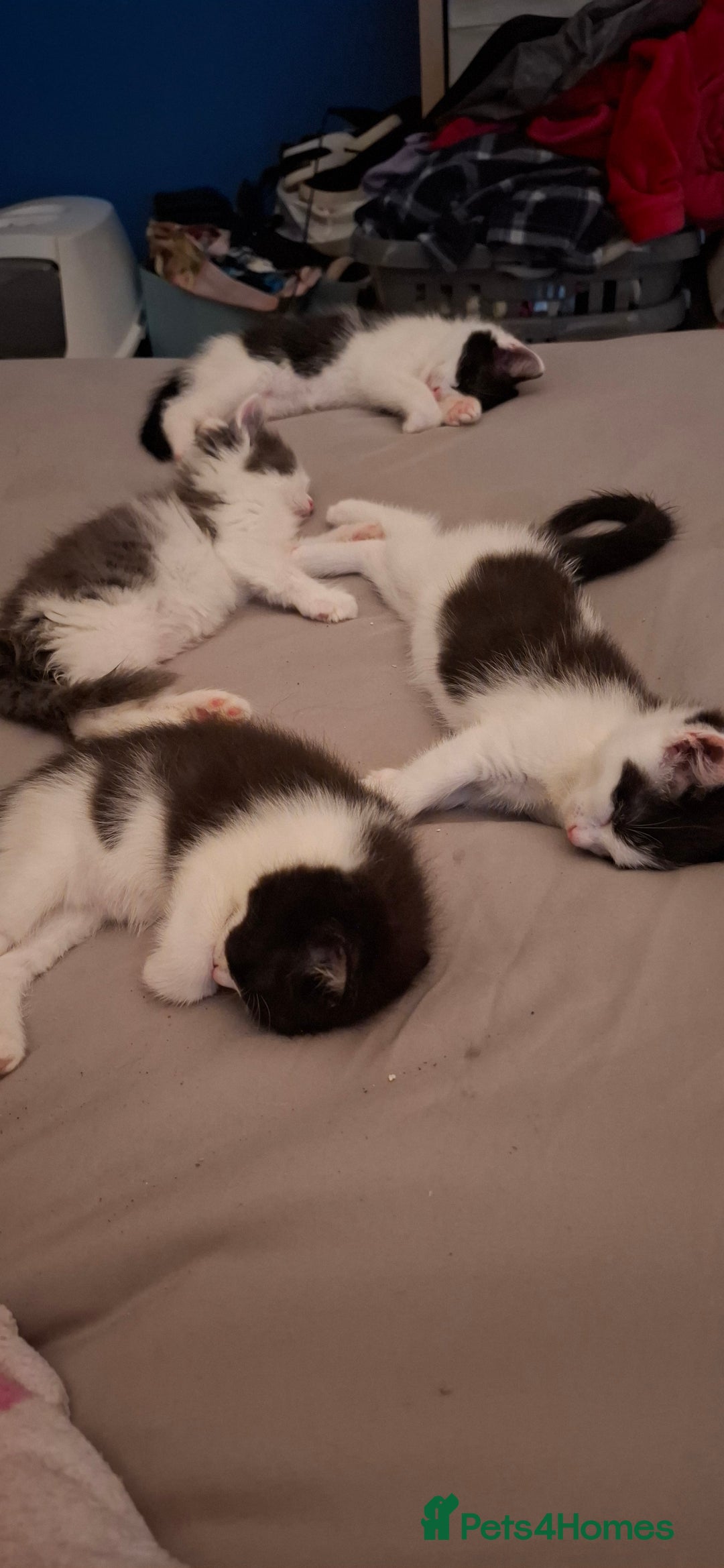 Ragdoll cats for sale: Ragdoll cross kittens  - Image 5