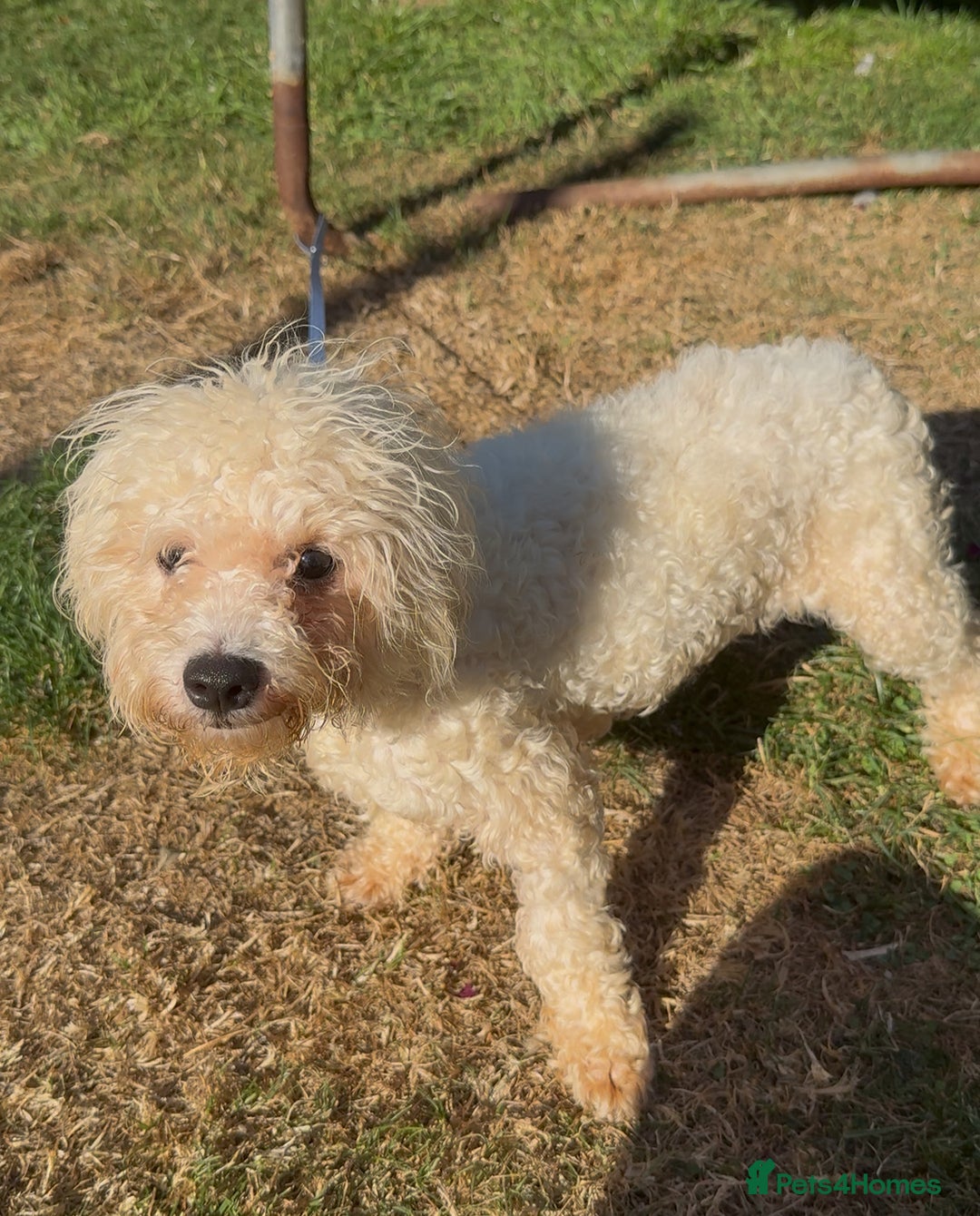 Mixed Breed dogs for sale: Louis and Hugo  - Image 2