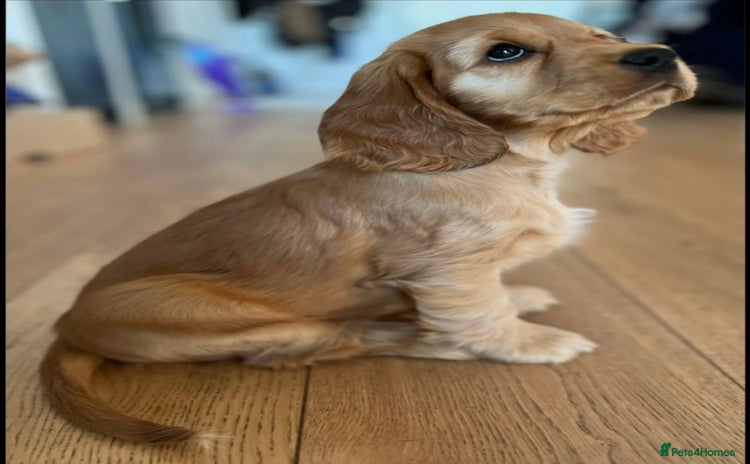 Cocker Spaniel dogs - Advert 17