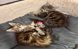 Maine Coon cats for sale: Pedigree Maine Coon kittens - Image 3