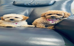 Maltipoo dogs for sale: Stuning Maltipoo Puppies Ready To Go - Image 8