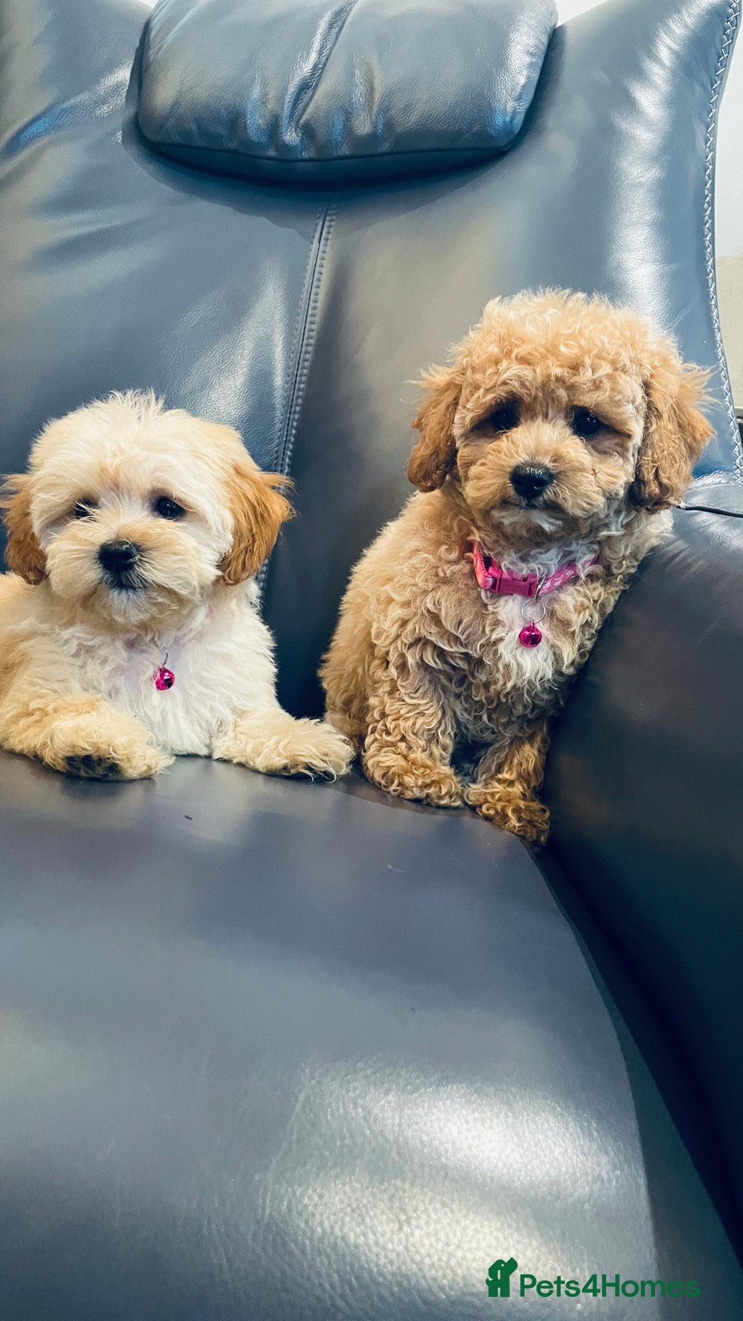Maltipoo dogs for sale: Stuning Maltipoo Puppies Ready To Go - Image 8