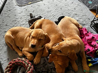 Labrador Retriever dogs KC Fox Red Labrador Pups - Health tested. 3 left - Advert 15