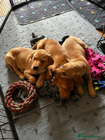 Labrador Retriever dogs KC Fox Red Labrador Pups - Health tested. 5 left - Advert 4