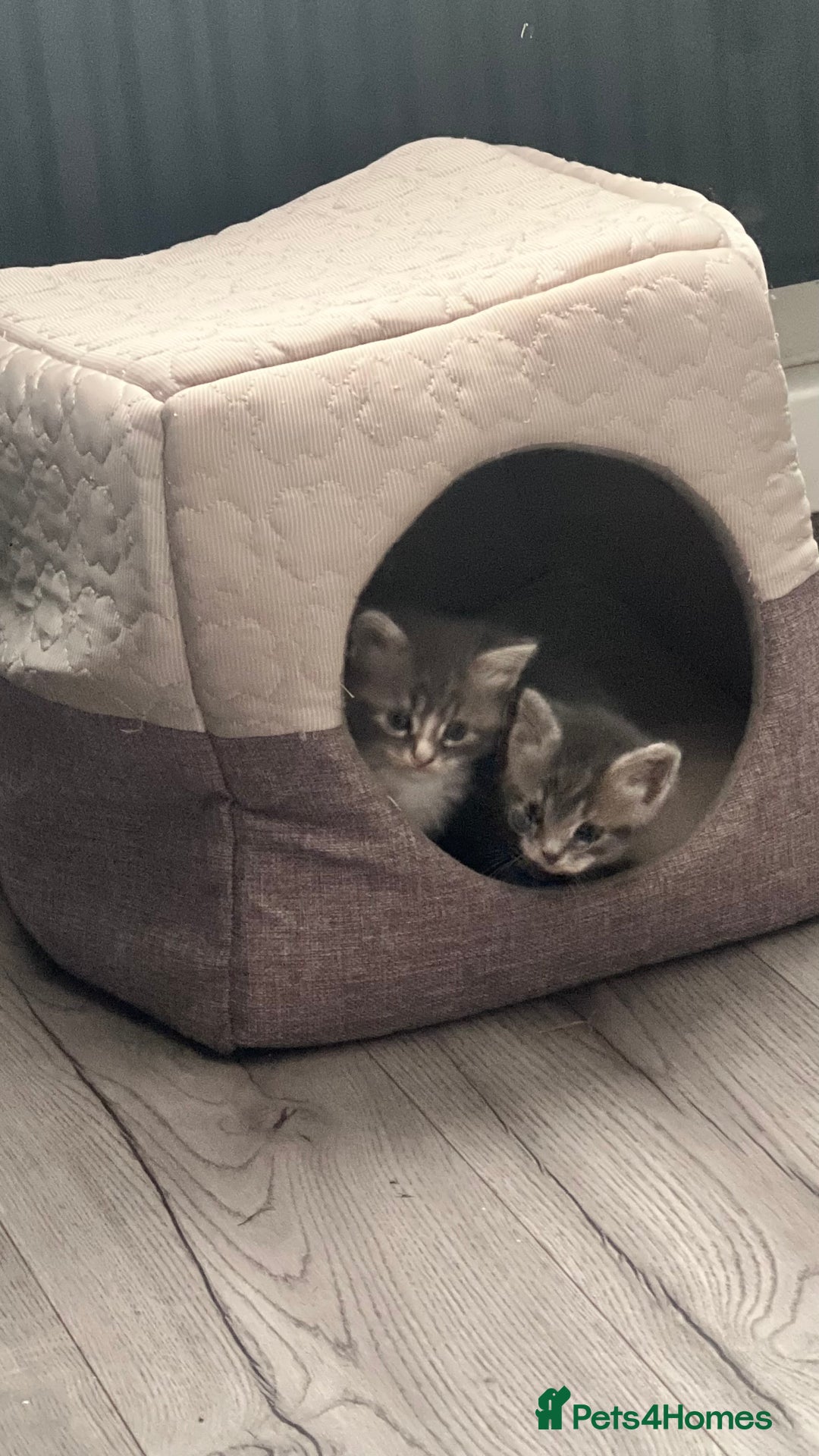 Mixed Breed cats for sale: 3 beautiful baby’s looking for their loving home  - Image 20