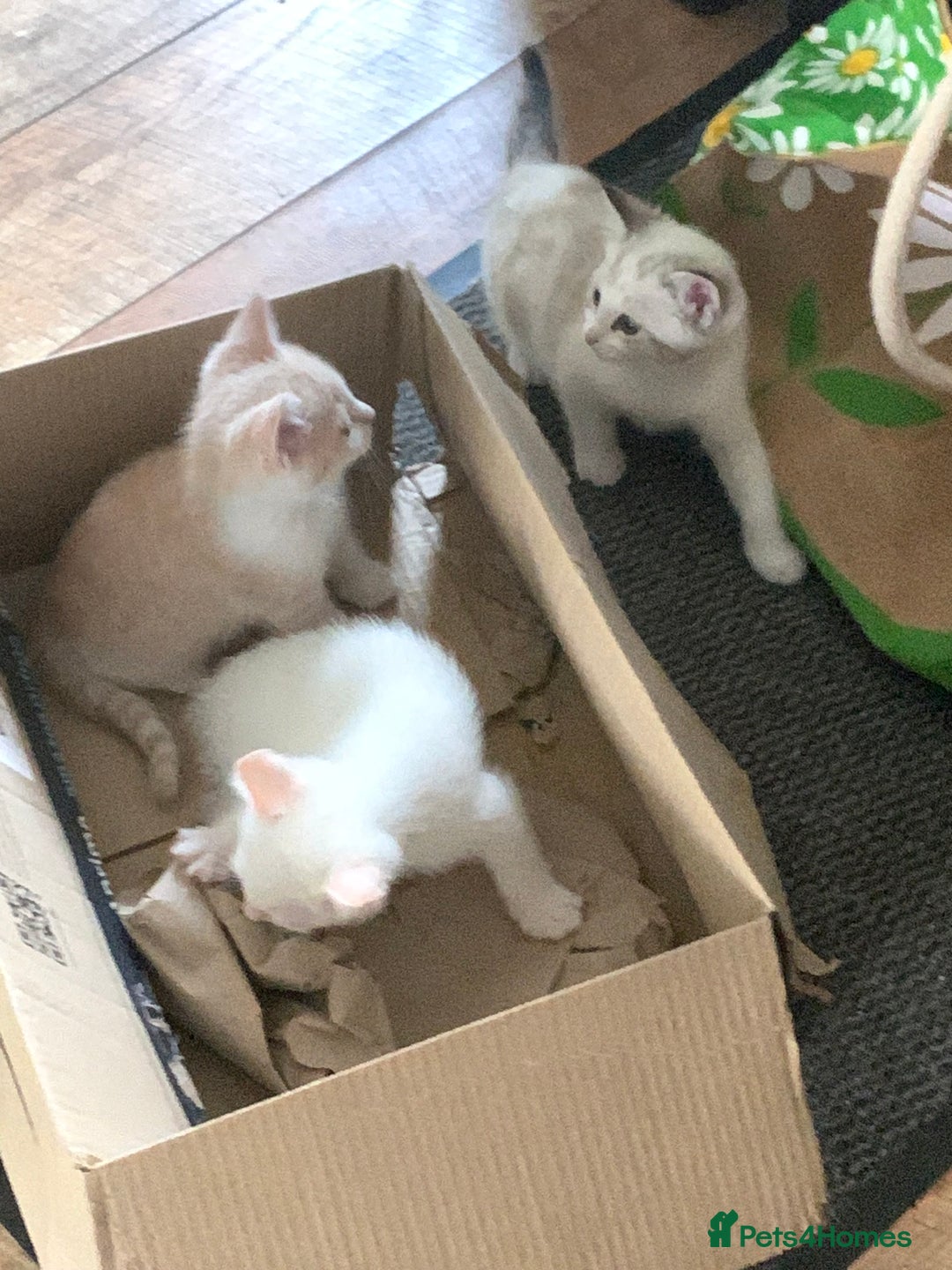 Mixed Breed cats for sale: Stunning unique kittens  - Image 2