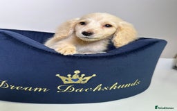 Miniature Dachshund dogs for sale: ℂ𝕝𝕖𝕒𝕣 ℂ𝕣𝕖𝕒𝕞 𝕄𝕚𝕟𝕚 𝔻𝕒𝕔𝕙𝕤𝕙𝕦𝕟𝕕𝕤 in Bootle - Image 9