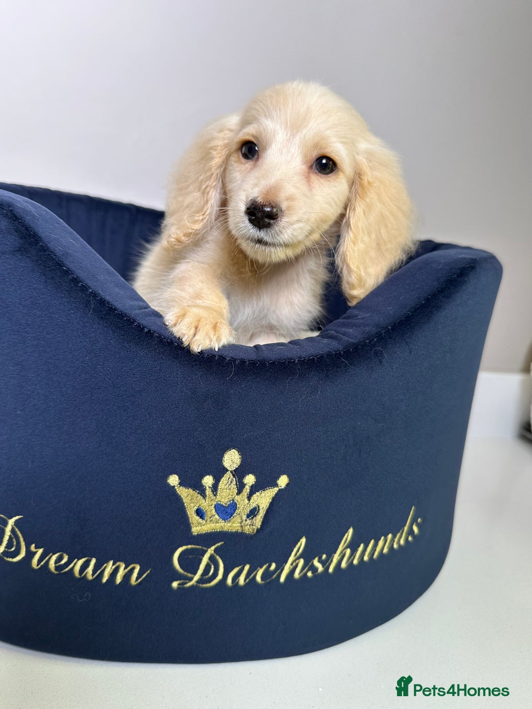 Miniature Dachshund dogs for sale: ℂ𝕝𝕖𝕒𝕣 ℂ𝕣𝕖𝕒𝕞 𝕄𝕚𝕟𝕚 𝔻𝕒𝕔𝕙𝕤𝕙𝕦𝕟𝕕𝕤 in Bootle - Image 9
