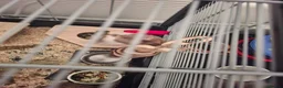 Hamster rodents for sale: 2 x male syrian hamsters approx 6 months old - Advert 10