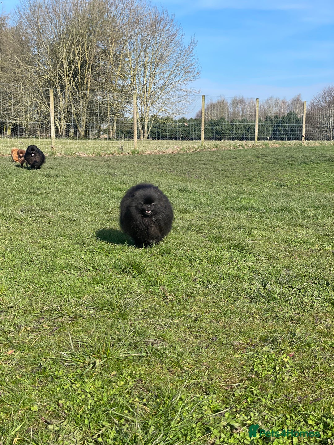 Pomeranian dogs for sale: CHAMPION KENNEL CLUB Pomeranian puppy orange black - Image 5