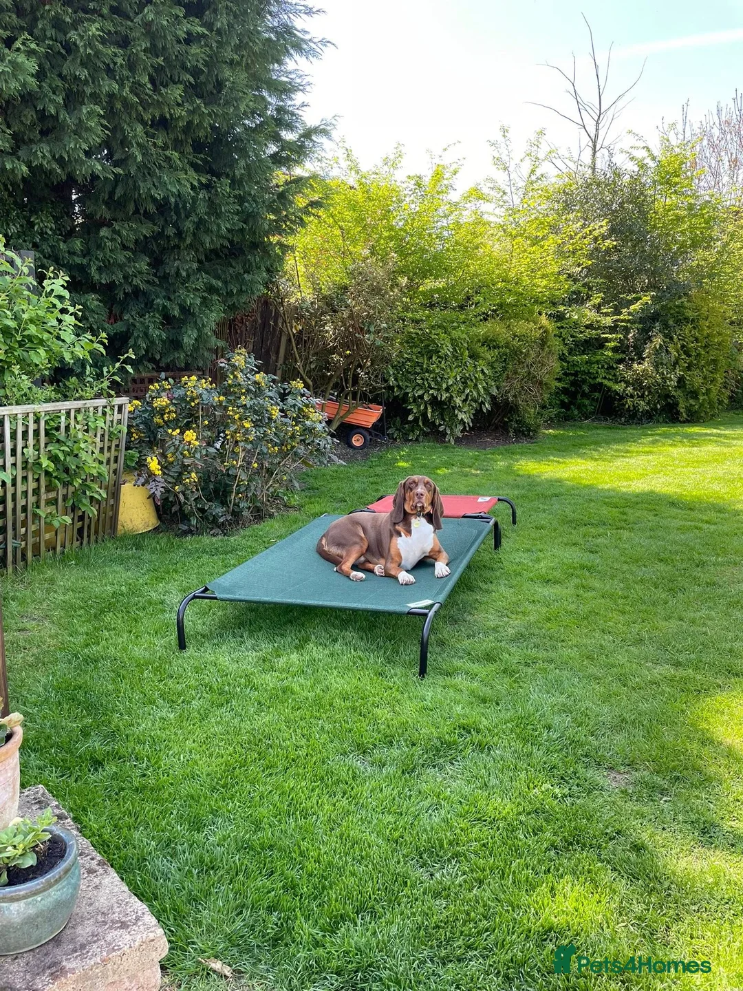 Mixed Breed dogs for adoption: Nacho - goofy Sabueso Hound for adoption - Advert 5