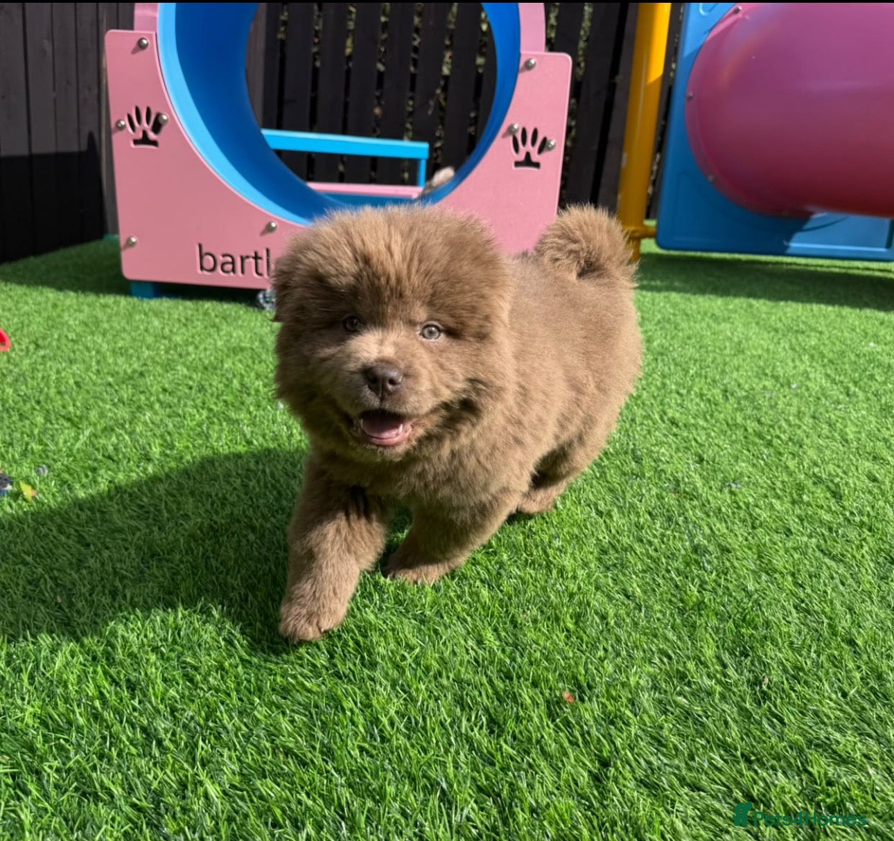 Chow Chow dogs Stunning rare lilac chow chow male puppy for sale  - Advert 1