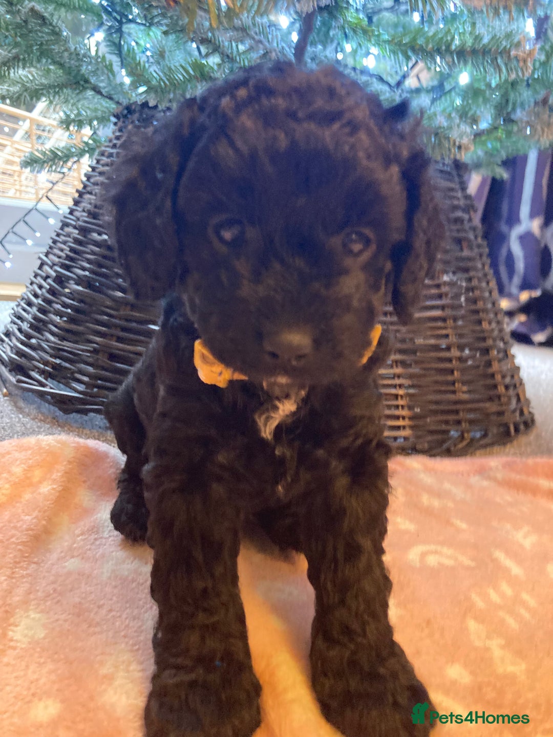 Cavapoo dogs for sale: F1b cavapoo puppies - Advert 26