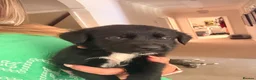 Mixed Breed dogs for sale: Urgent- Ready next week - Lab Puppies - Advert 11