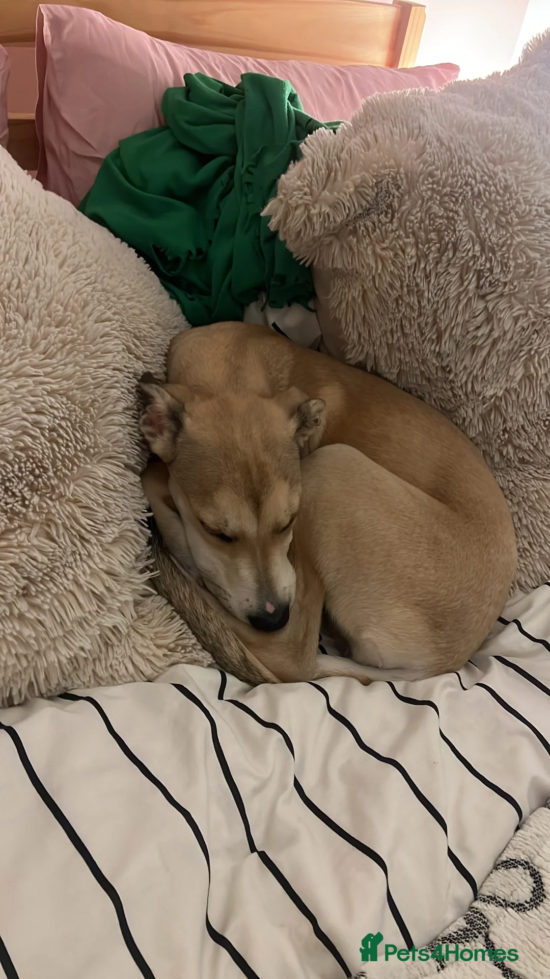 Mixed Breed dogs for sale: Staffy x Lurcher Puppy in Newcastle upon Tyne - Advert 2