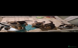 German Shepherd dogs for sale: 🐾Adorable 8-Week-Old German shepherd puppies🐾 - Image 3