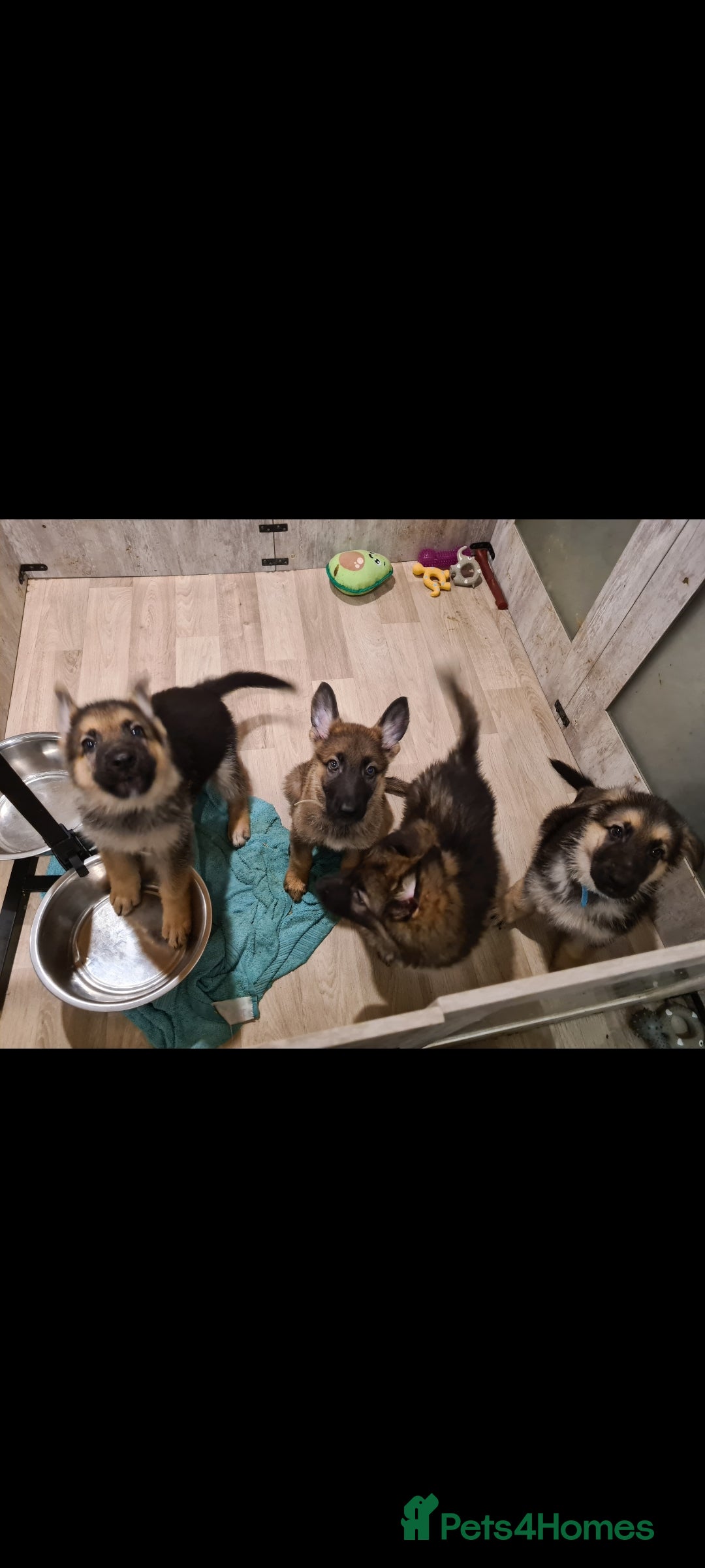 German Shepherd dogs for sale: 🐾Adorable 8-Week-Old German shepherd puppies🐾 - Image 3
