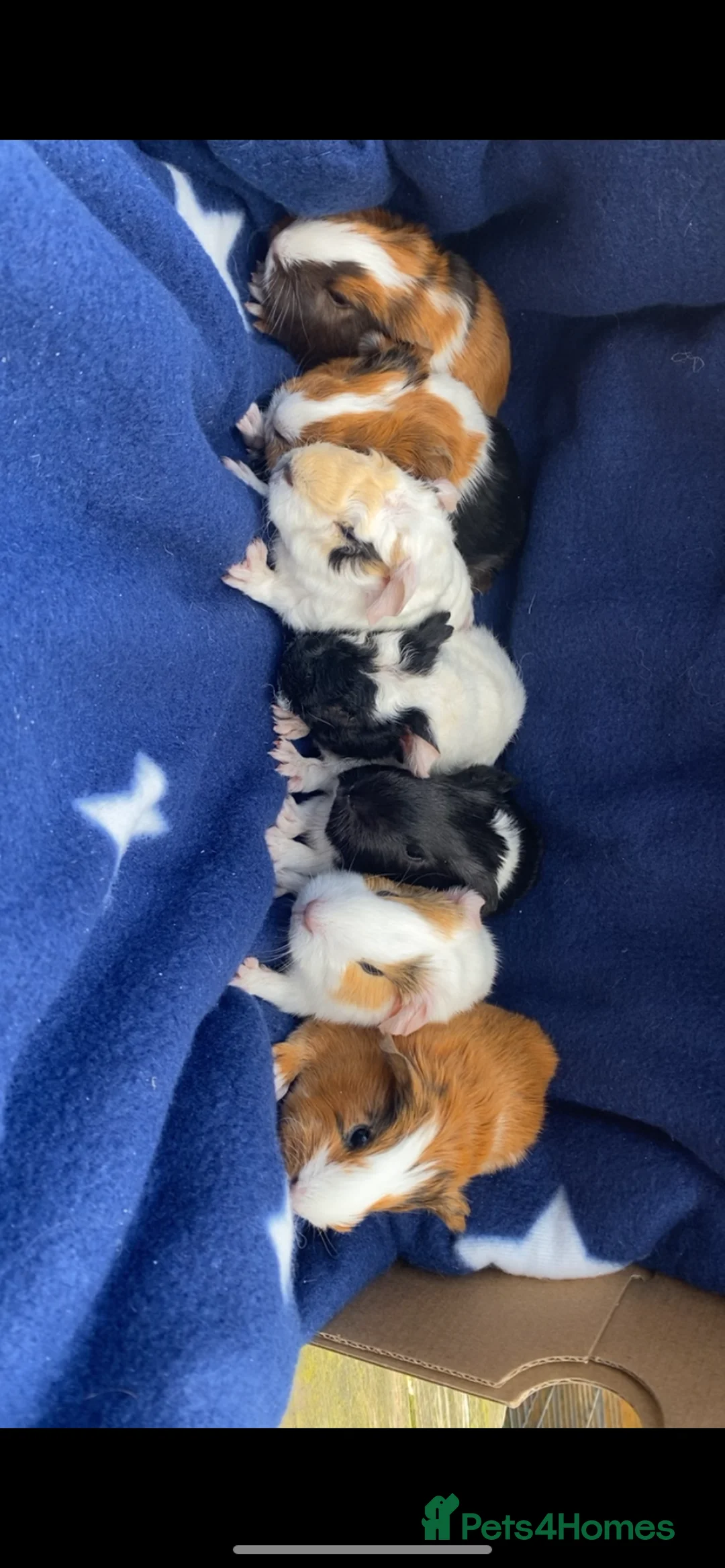 Guinea Pig rodents for sale: Beautiful Baby Guineapigs  - Advert 1