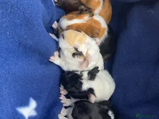 Guinea Pig rodents Beautiful Baby Guineapigs - Advert 17