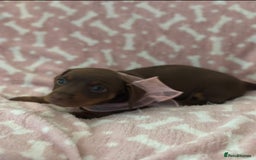 Miniature Dachshund dogs for sale: Miniature Dachshunds  - Image 13