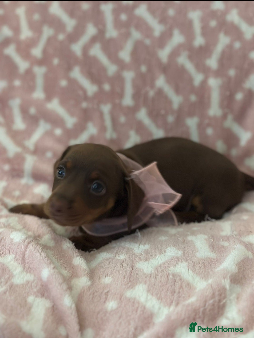 Miniature Dachshund dogs for sale: Miniature Dachshunds  - Image 13