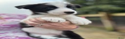 Border Collie dogs for sale: Pure Bred Border Collie Puppies For Sale - Advert 3