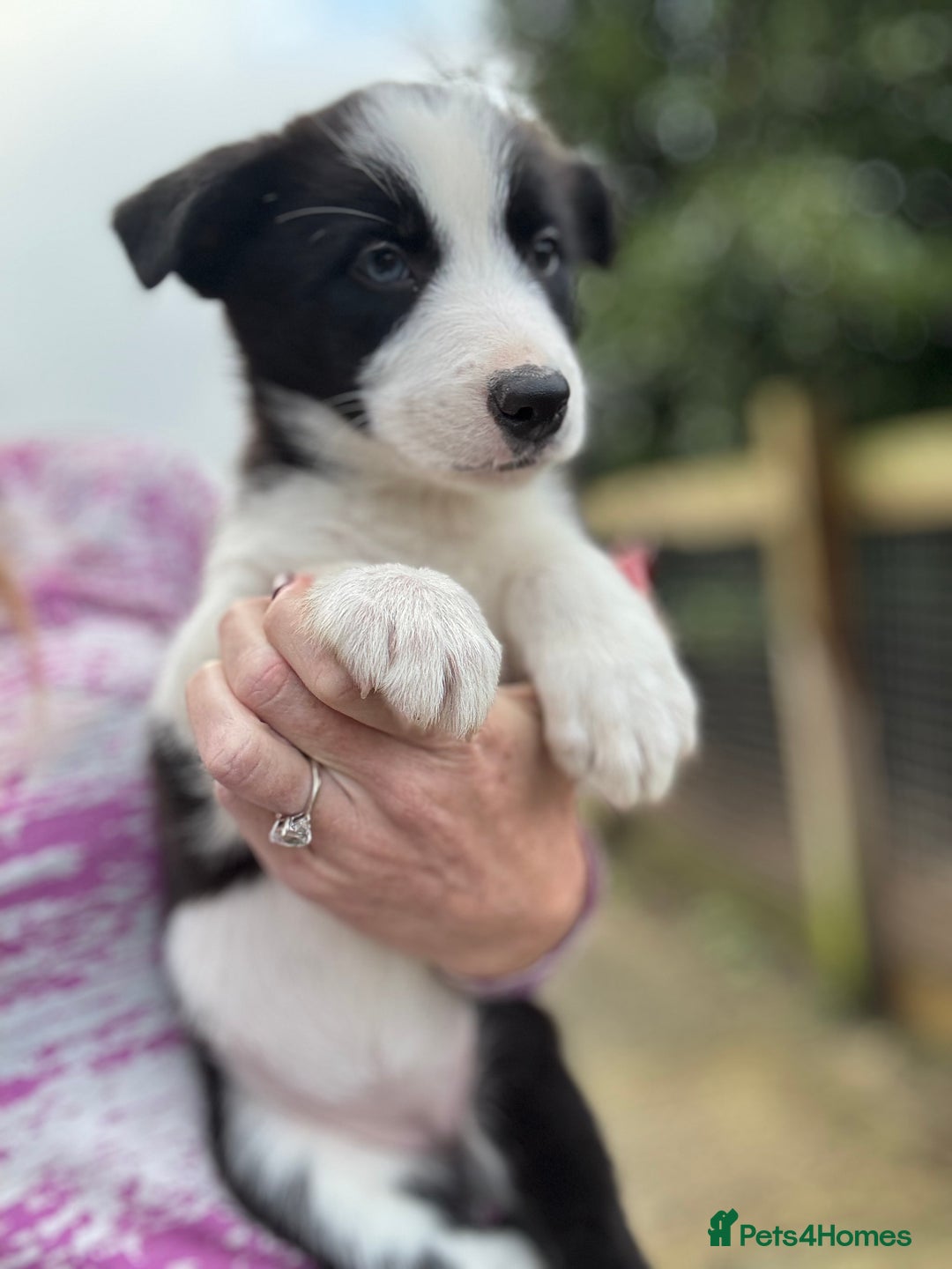 Border Collie dogs for sale: Pure Bred Border Collie Puppies For Sale - Advert 3