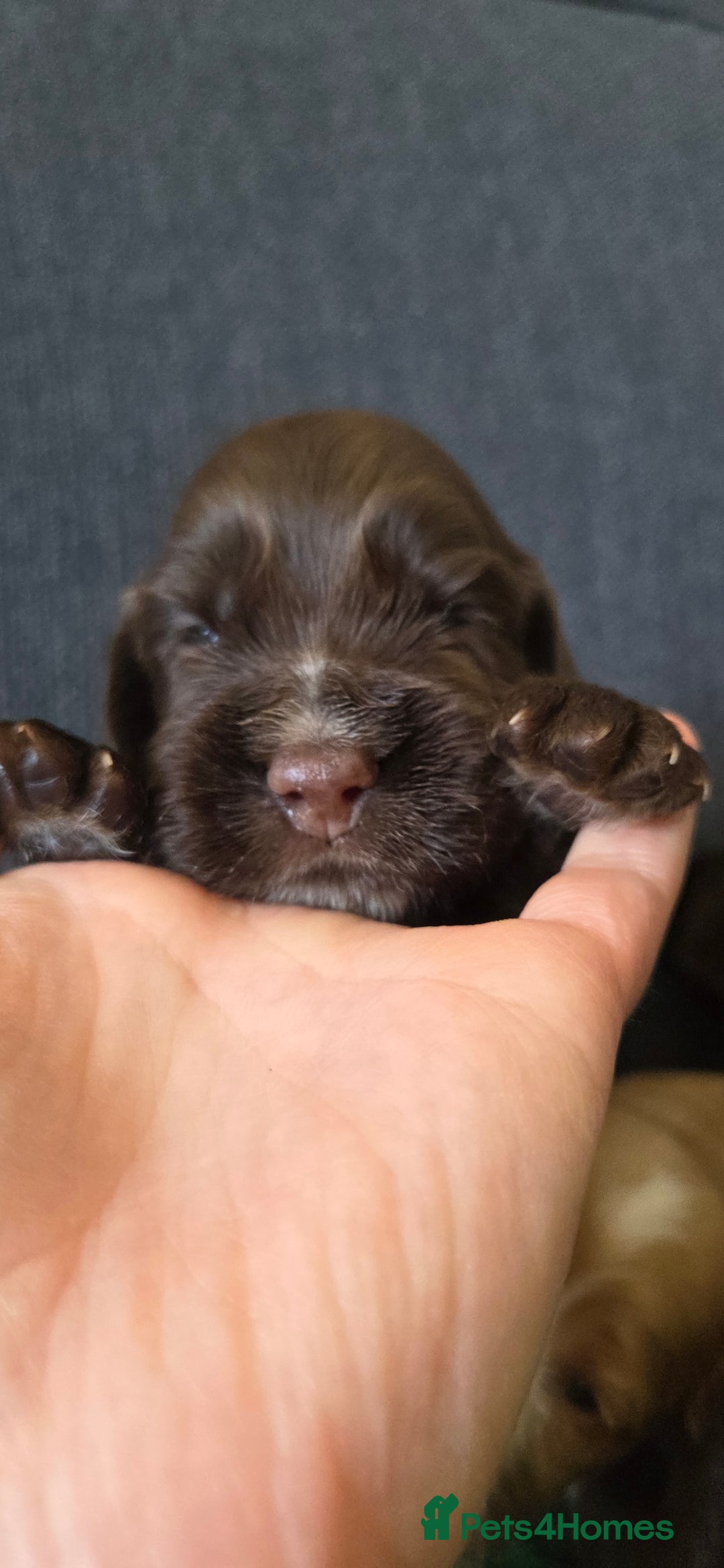 Cocker Spaniel dogs for sale: Stunning show type cocker spaniel pups for sale - Image 2