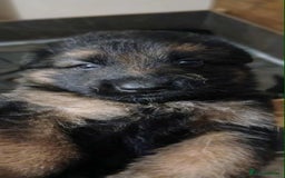 German Shepherd dogs for sale: Adorable German Shepherd Puppies  - Image 11