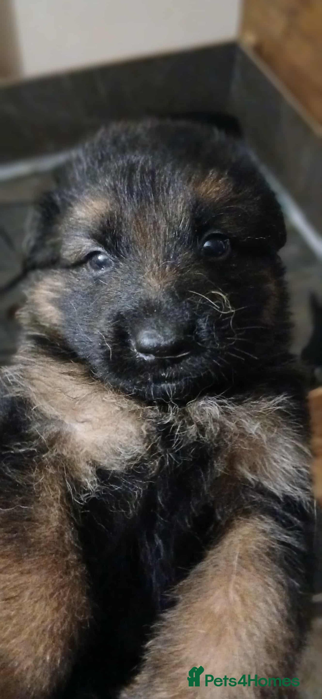 German Shepherd dogs for sale: Adorable German Shepherd Puppies  - Image 11