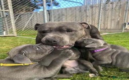 Staffordshire Bull Terrier dogs for sale: Playful Blue Staffordshire Bull Terriers For Sale - Image 7