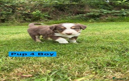 Mixed Breed dogs for sale: Bearded collie x welsh border collie - Image 4