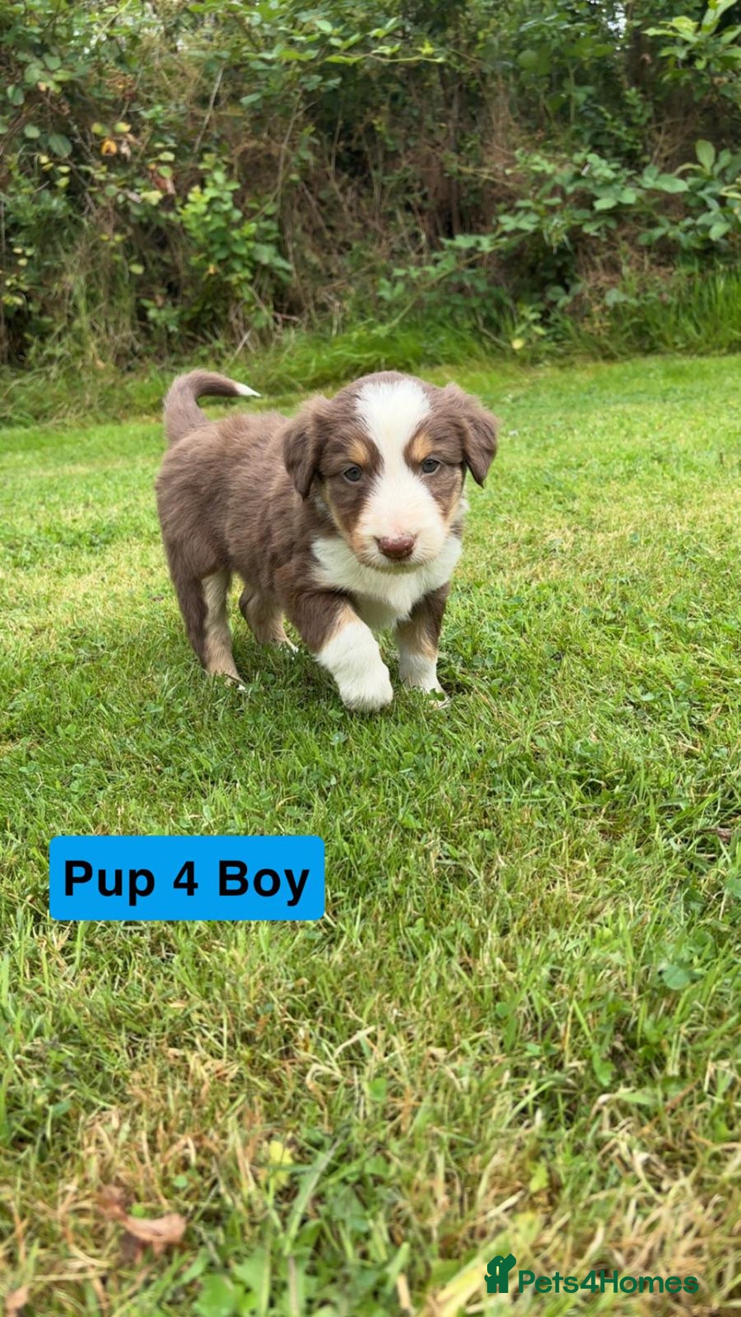 Mixed Breed dogs for sale: Bearded collie x welsh border collie - Image 4