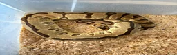 Python Snake reptiles for sale: Royal pythons  - Advert 3