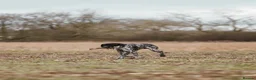 German Shorthaired Pointer dogs for stud: Working GSP Stud  - Advert 8