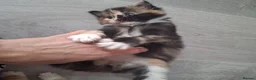 Domestic Shorthair cats for sale: 2 kittens: 1 ginger male and 1 tortie girl - Advert 6