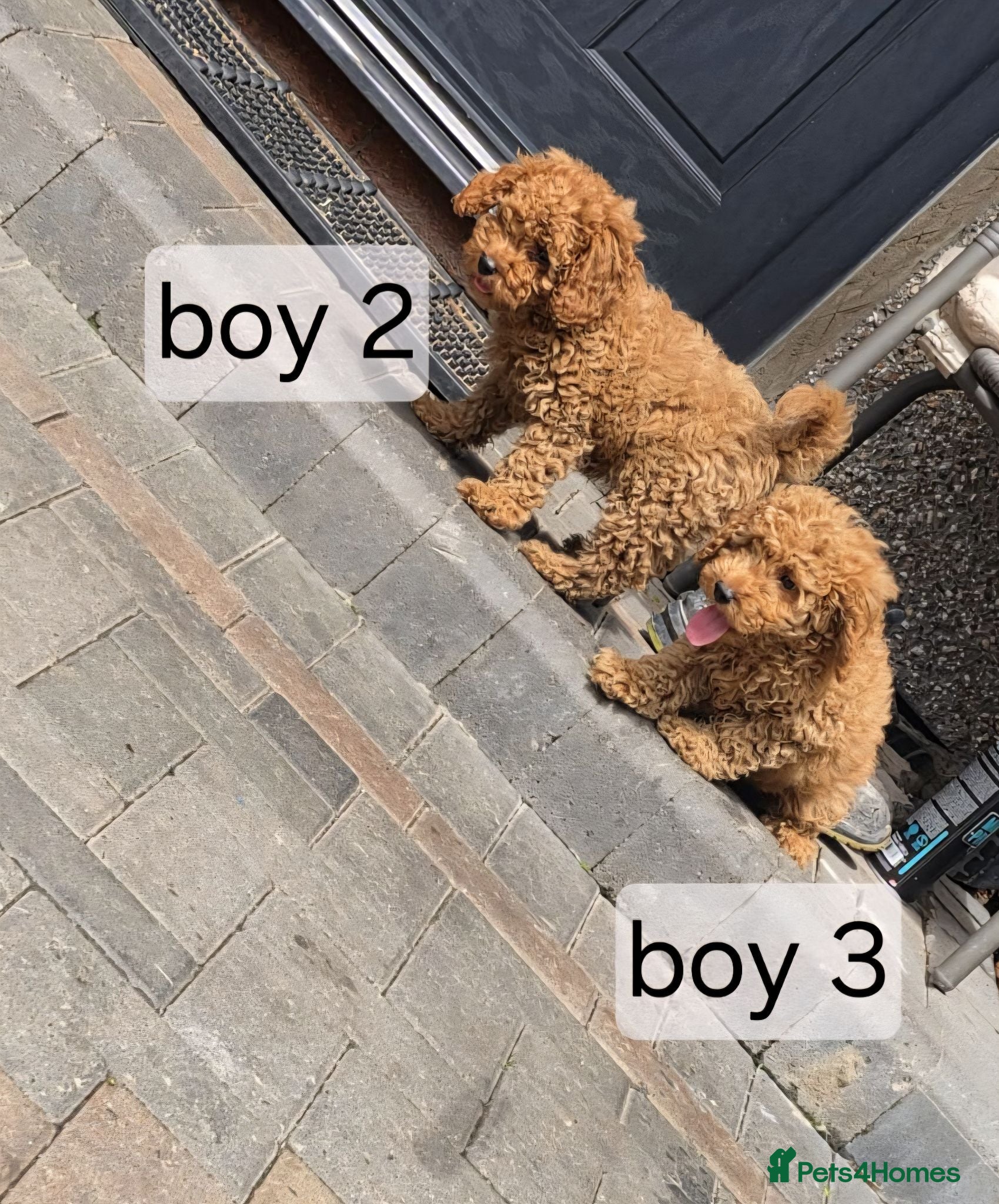Cavapoo dogs BOYS ONLY cavapoo pups ready to leave  - Advert 2
