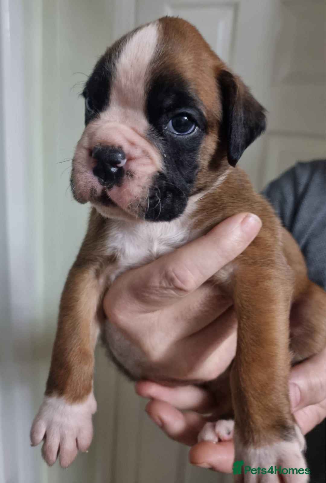 Boxer dogs for sale: Stunning Boxer Puppies  - Advert 10