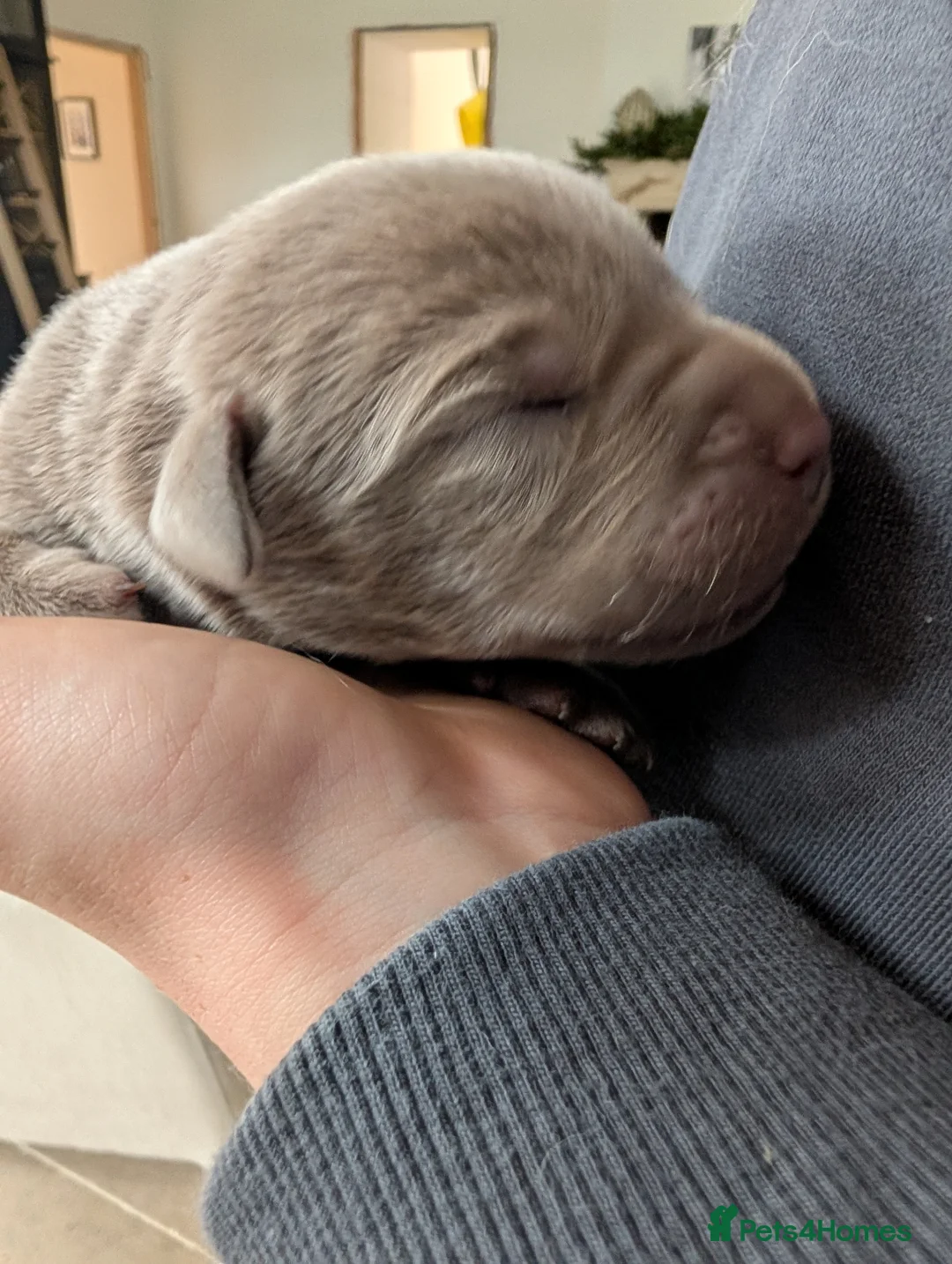 Labrador Retriever dogs for sale: Gorgeous Silver Labrador Puppies - home reared  - Advert 12