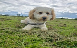 Cockapoo dogs for sale: Male Cockerpoo 2 year old - Image 5