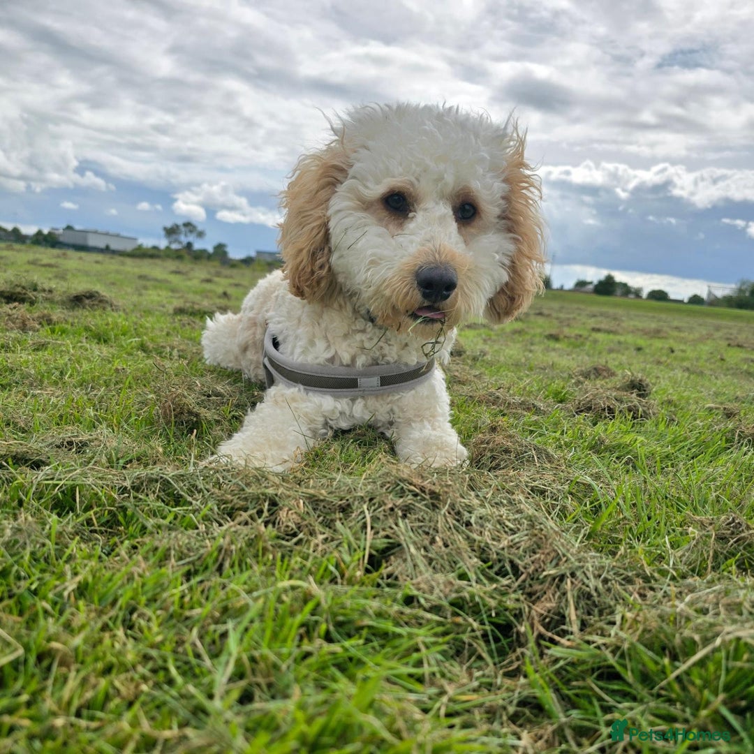 Cockapoo dogs for sale: Male Cockerpoo 2 year old - Image 5