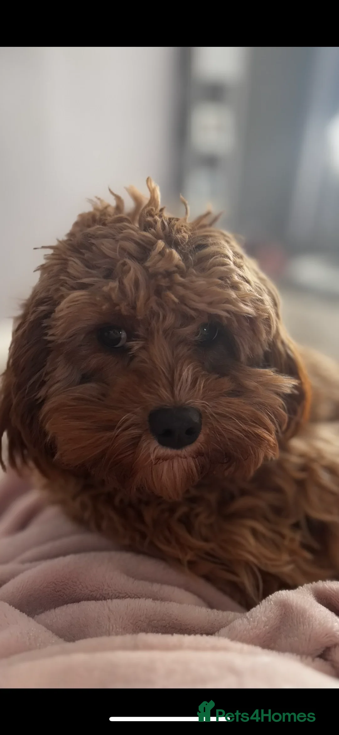 Cavapoo dogs for sale: River toy cavapoo - Advert 14