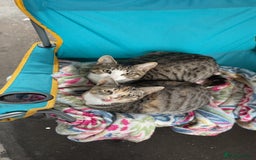 Domestic Shorthair cats for sale: Female Tabby and orange Kitten - Image 4